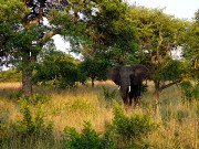 028  elephant.JPG
